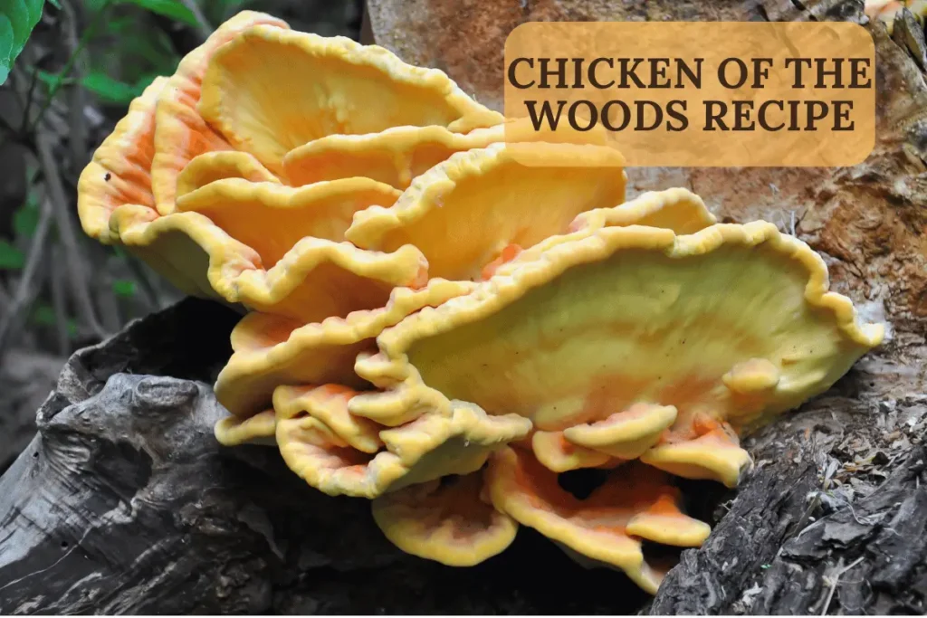 Chicken of the Woods Recipe